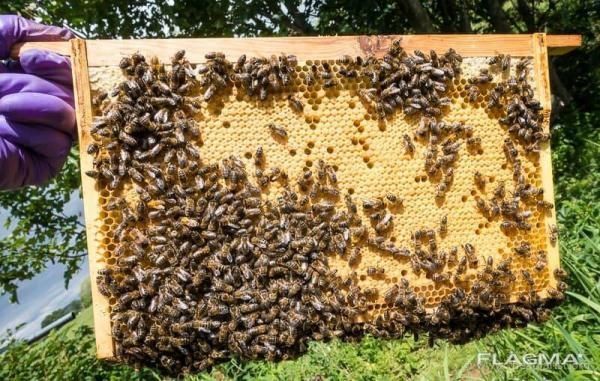 Продам бджоли, бджолопакети, бджолосім'ї та матки.