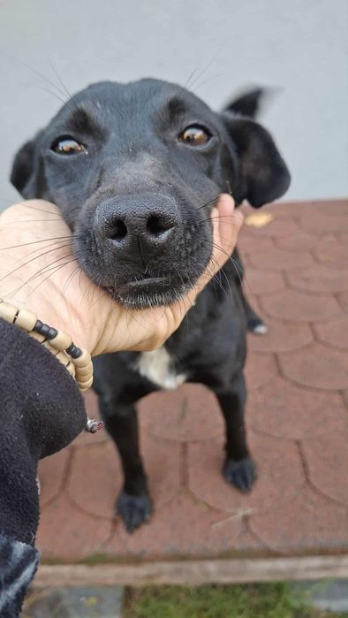 Murzynek-piesek z łańcucha o gołębim serduszku