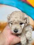 MALTIPOO 1FB - pies | 75% PUDEL TOY (tata) 25% MALTIPOO (mama)