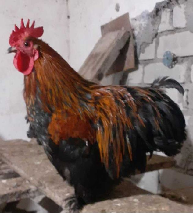 Кохинхины карликовые петухи