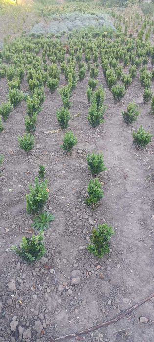 самшит, є різні розміри