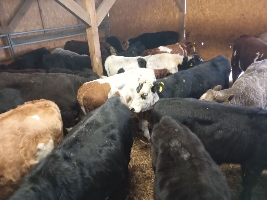 Mięsne odsatki byczki