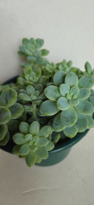 Planta Suculenta Sedum Clavatum em Vaso plástico 15 cm