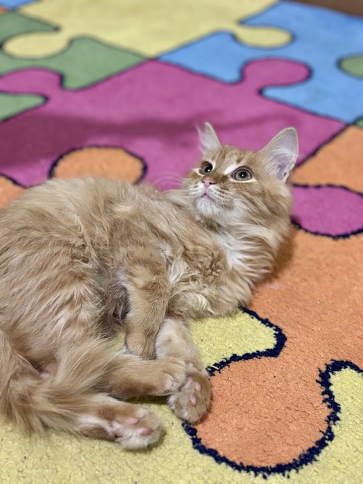 Кошеня Рудик 4 місяці