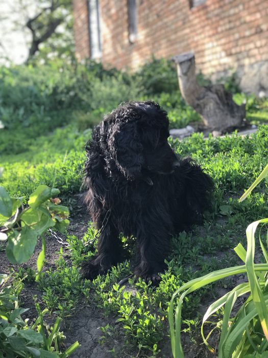 Англійський кокер спаніель