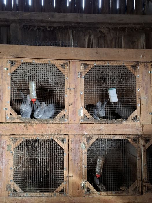 Króliki olbrzym belgijski kalifornijskie