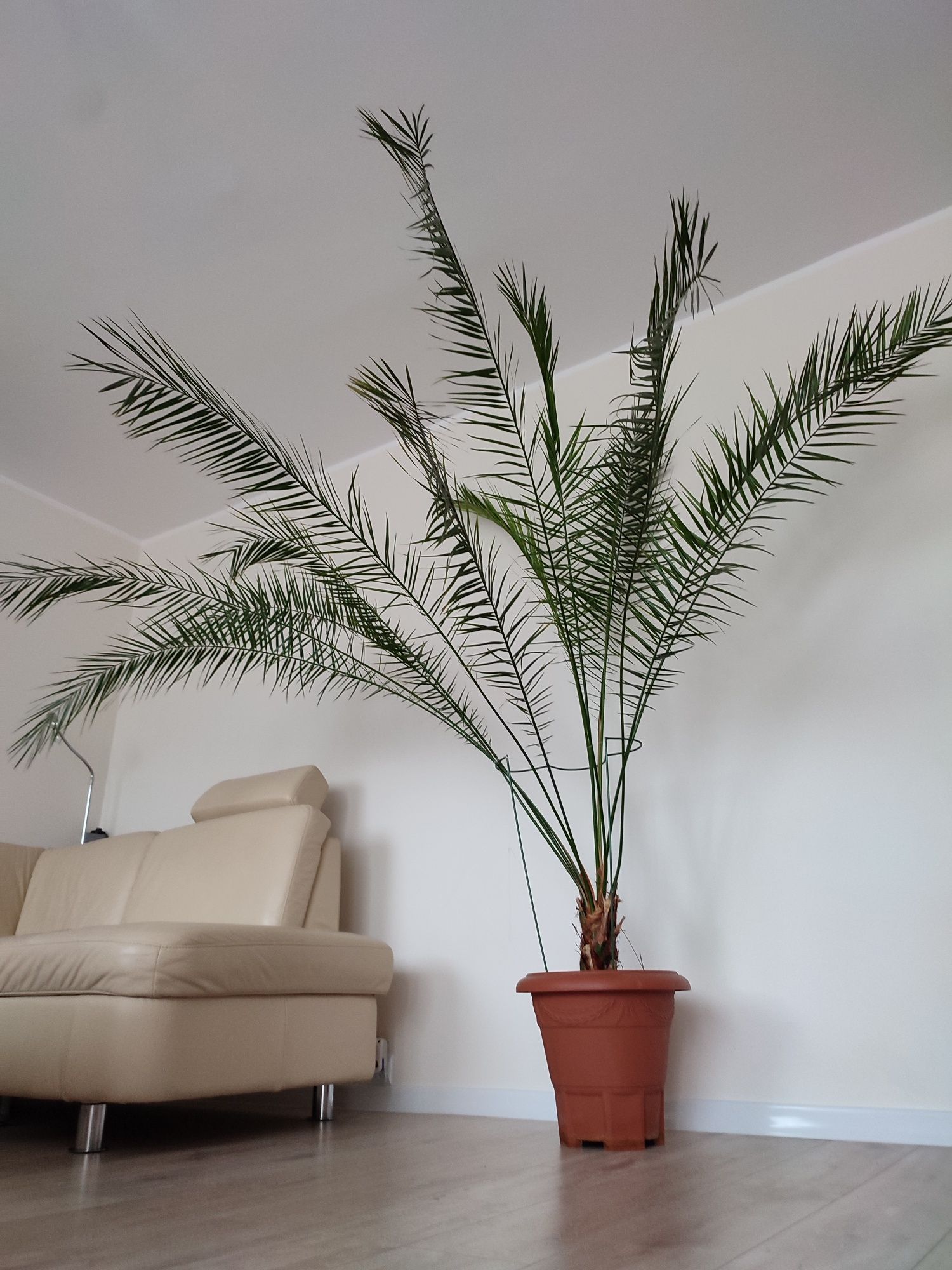 Palma daktylowa duża 250 cm