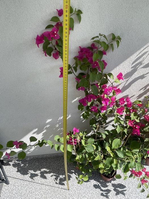 Planta Bougainvillea
