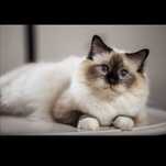 Kotka ragdoll pohodowlana