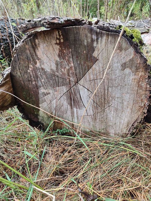 Drewno dąb ścięte, 11 odcinków 2-3m, średnica około 50 cm.