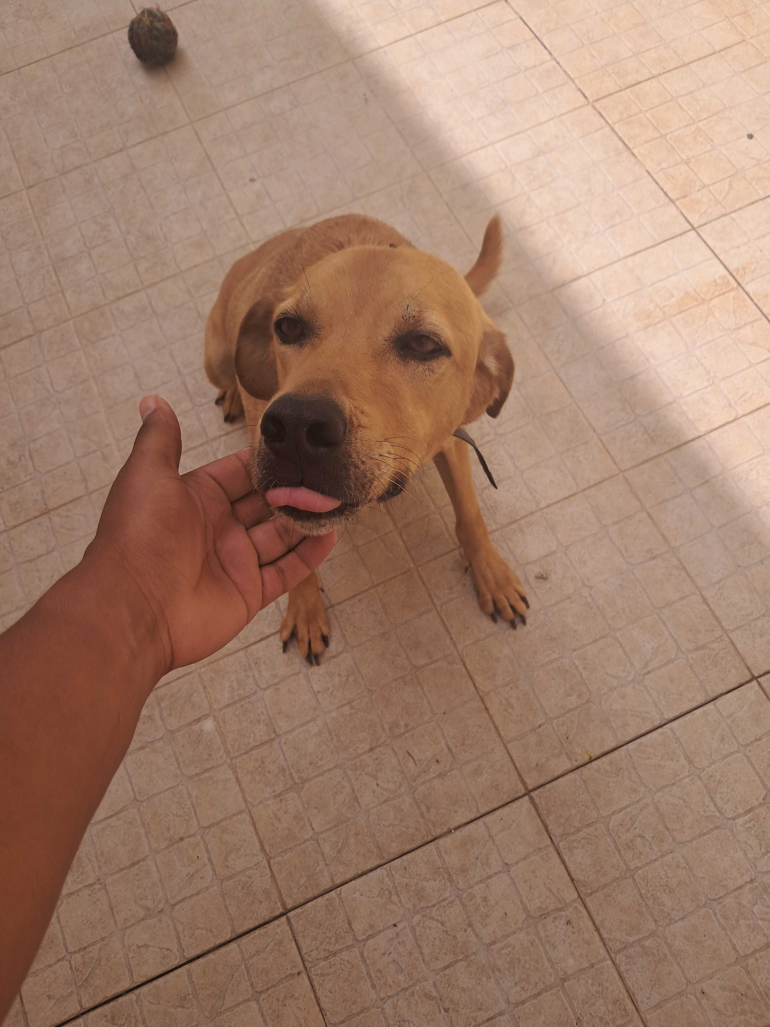 Grátis para adopção