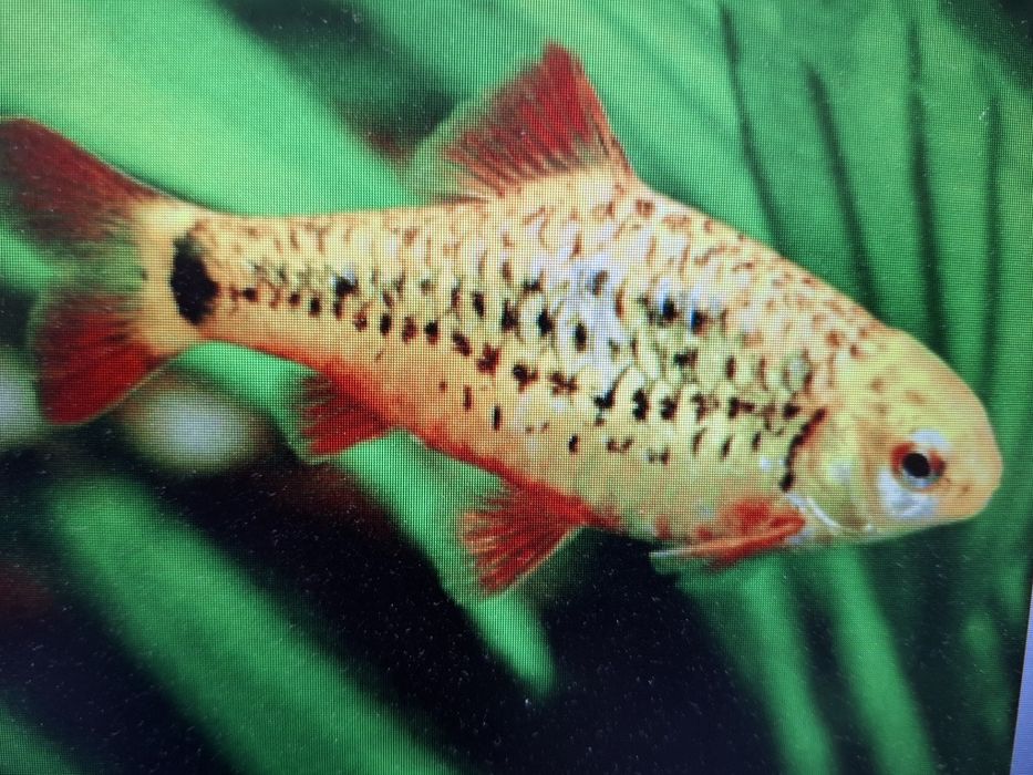 Brzanka brokatowa