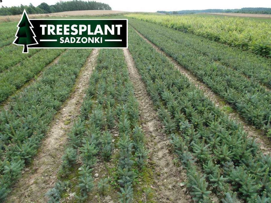 Sadzonki Świerk Srebrny srebrnego 25-40cm / świerka świerk pospolity
