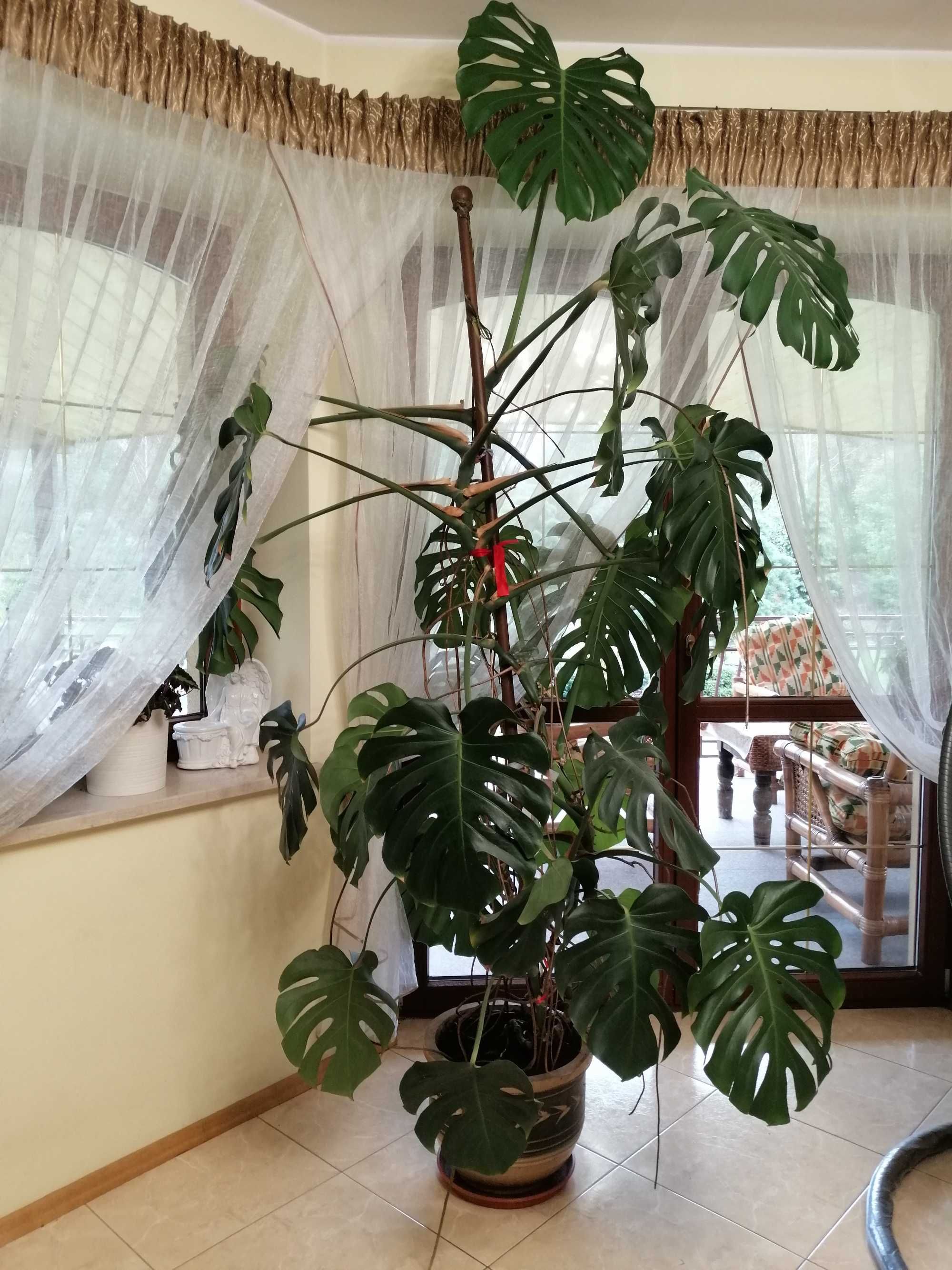 Kwiat Monstera deliciosa/dziurawa 2,7m - Wielka ozdoba Twojego wnętrza