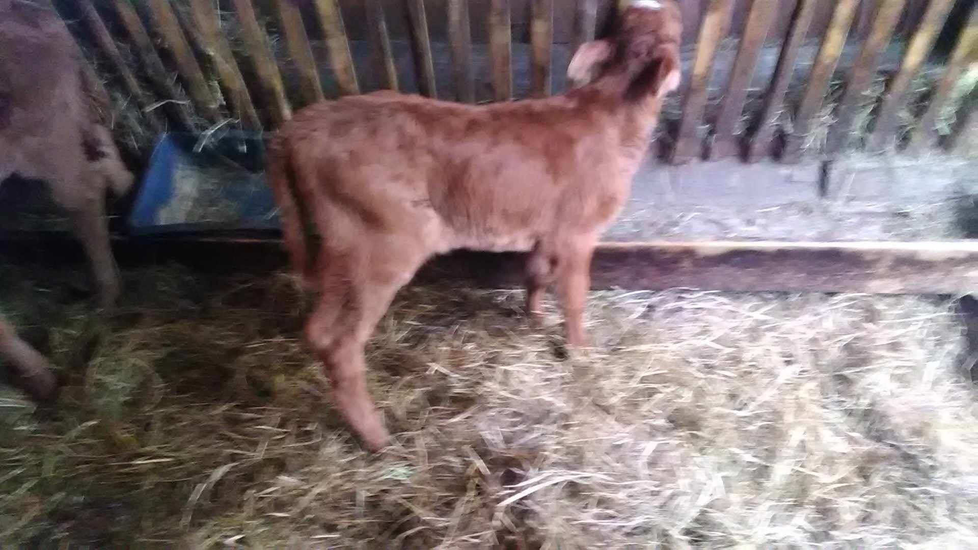 Sprzedam ladne cieliczki, byczki