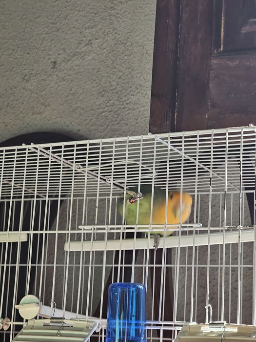 Agaporni criado a mão