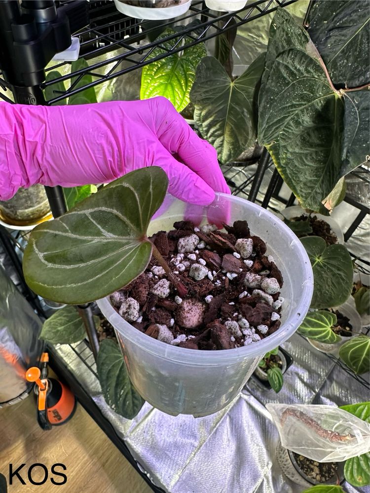 Anthurium kos hu king of spades
