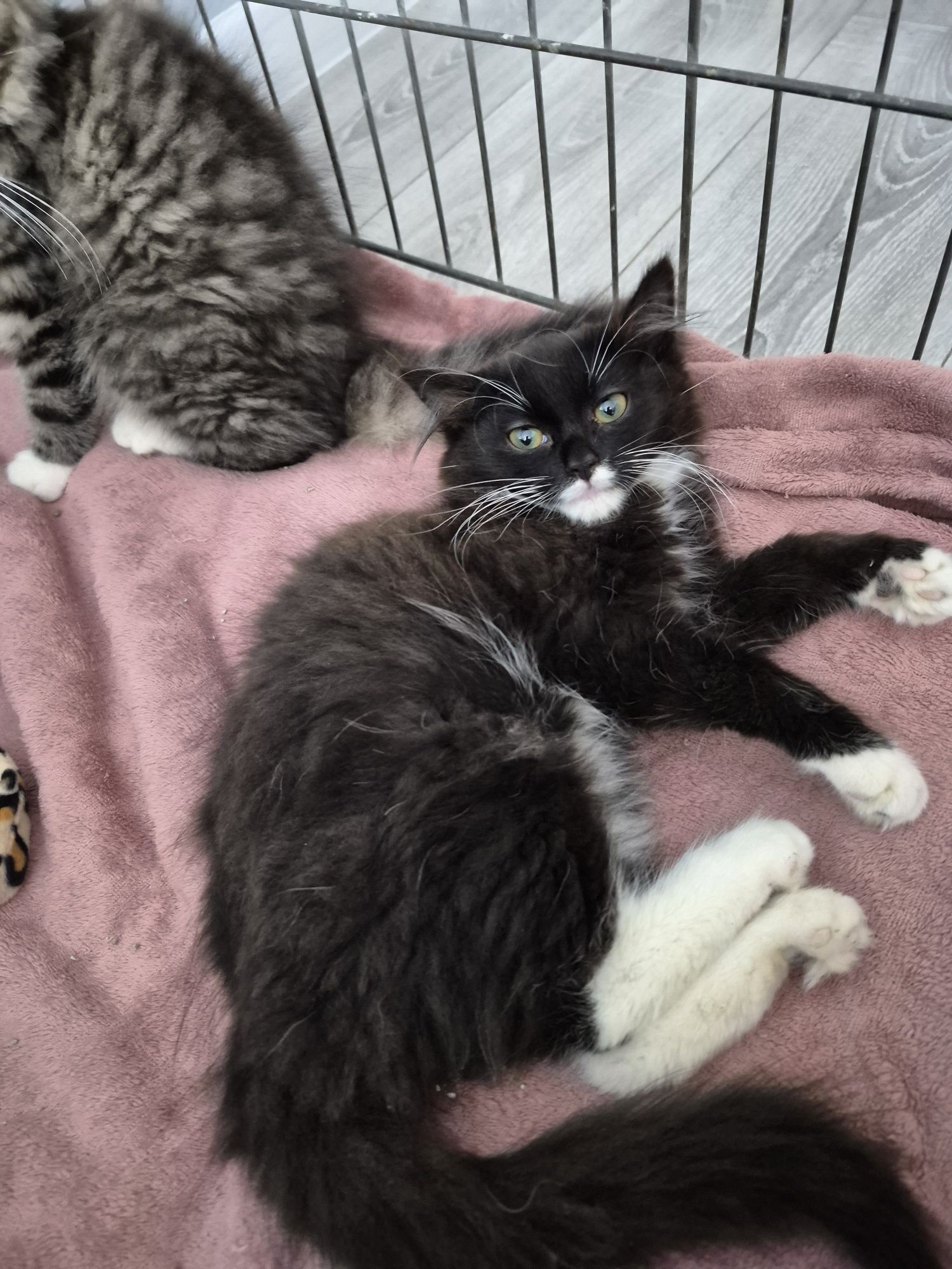 Koteczka do adopcji