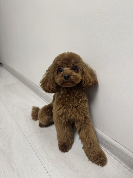 Вʼязка той пудель тикап