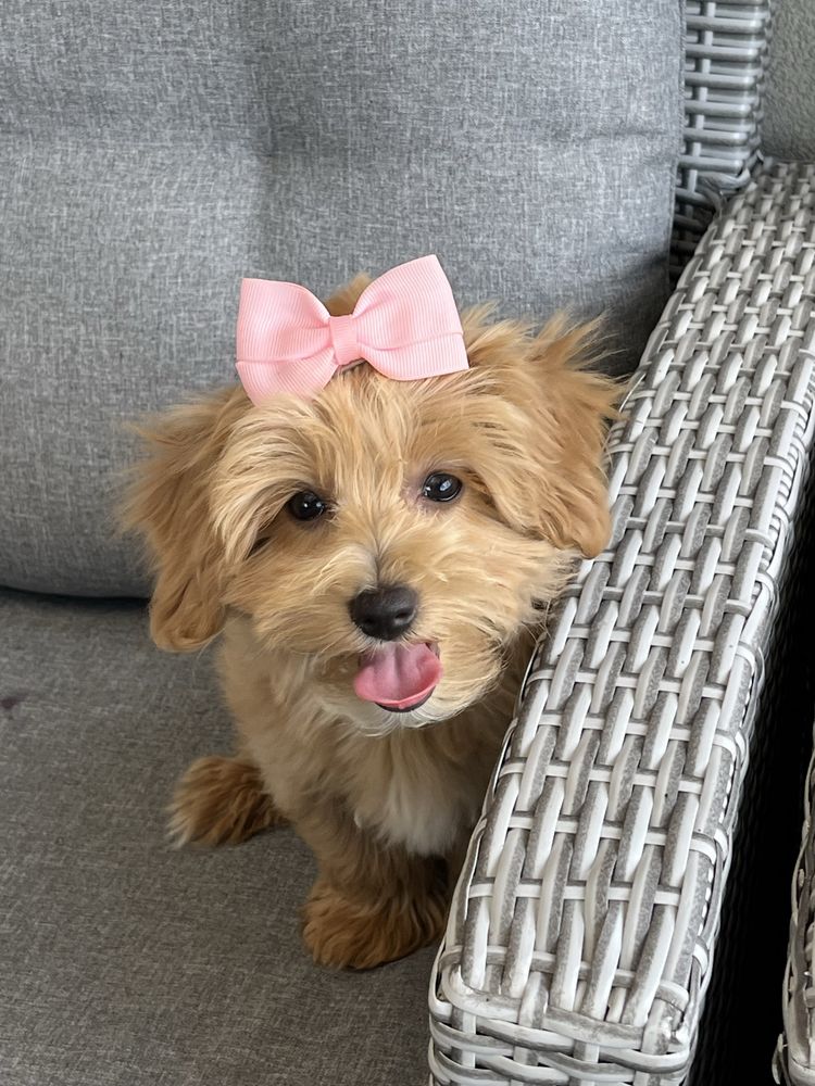 Suczka maltipoo do odbioru