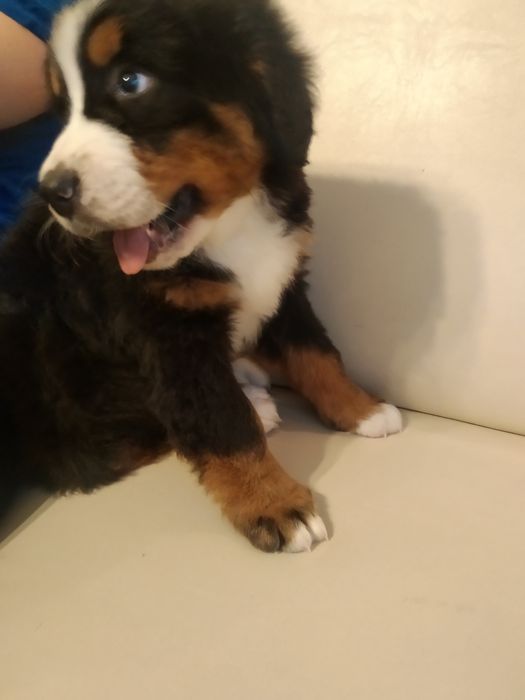 berneński pies pasterski