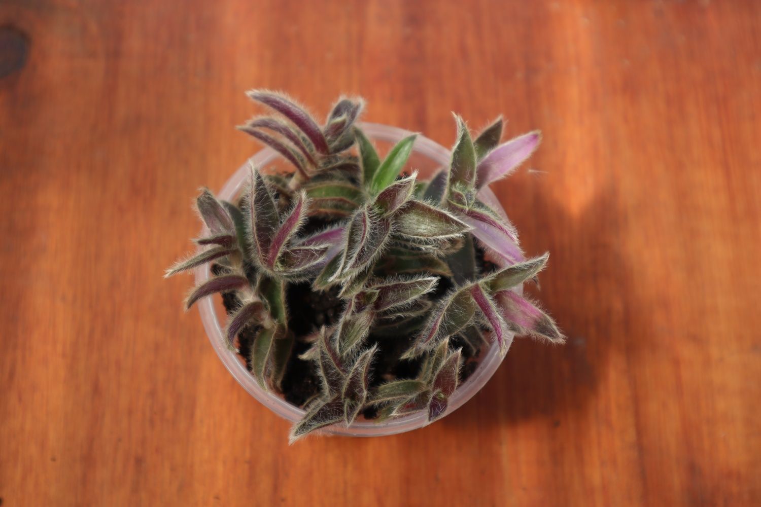 Suculenta rea l- Cyanotis Somaliensis