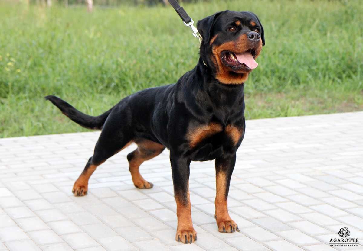 Szczeniak Rottweiler po Championach Polski / Rodowód ZKwP, FCI