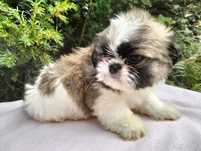 Cudowna suczka shih-tzu MINI