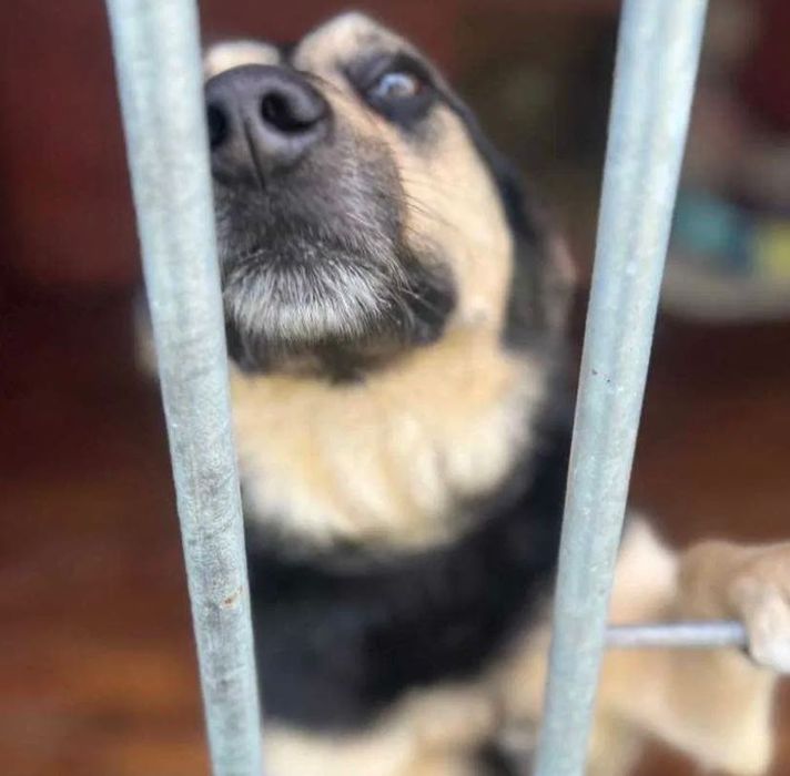 Adoptuj AKORDA-zyskaj przyjaciela