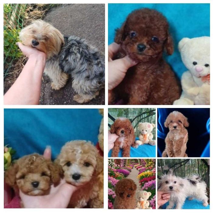 Той пуделя мини. Мальтипу мини мишки. Будут до 24 см ростом.