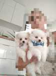 Szpic miniaturowy pomeranian z Rodowodem