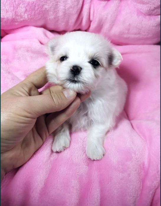 Maltańczyk chłopiec miniaturka waga do 1,8kg