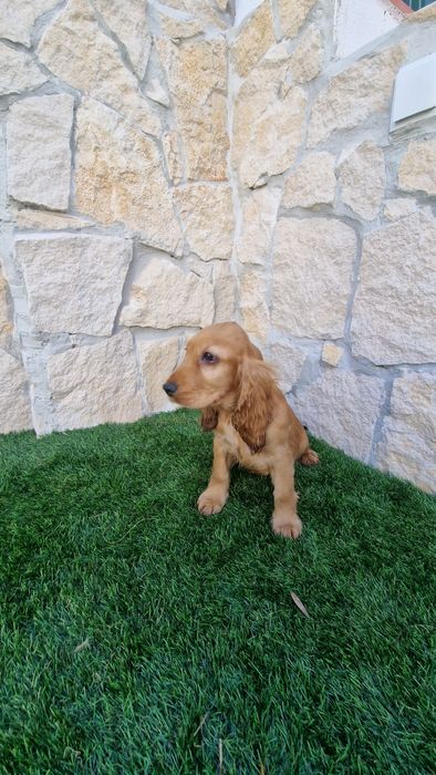 Cocker Spaniel Inglês Dourado Macho