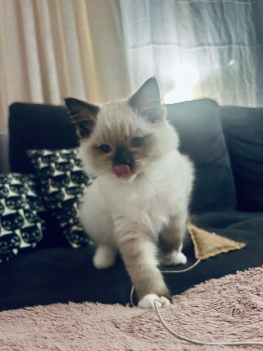 Kocięta kotka kocur Ragdoll FPL / FIFe