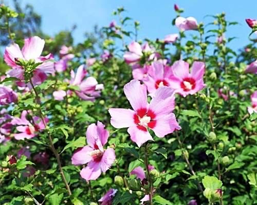 Hibiskus sadzonki 120-180cm