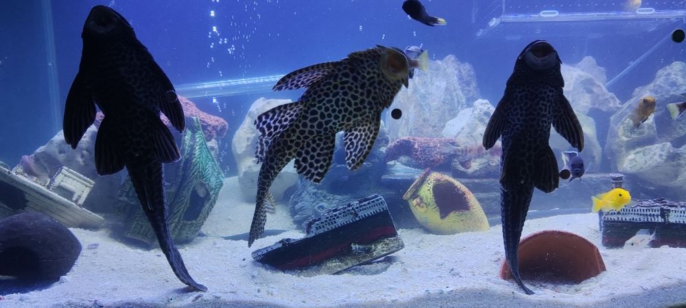 Plecotidos limpa fundos com 40 cm mto bonito castanho e preto