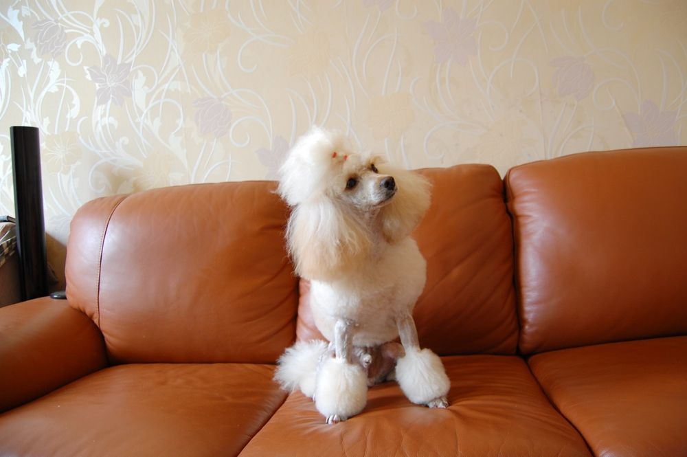 Пудель Аprikot color ВЯЗКA!! Договорная!!Стандарт FCI титулованный