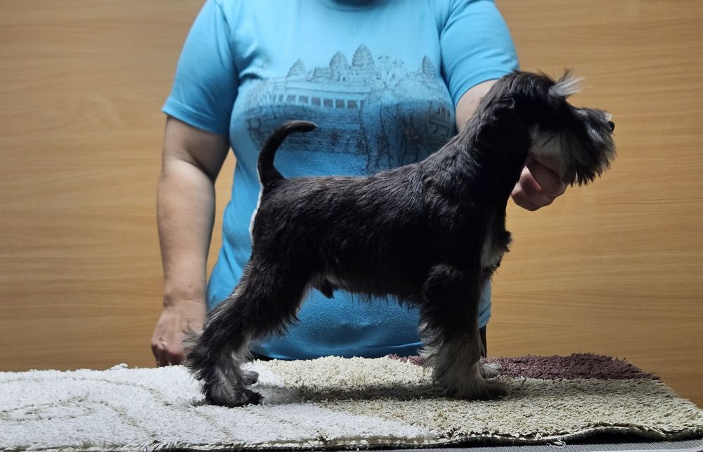 Sznaucer miniaturowy czarno-srebrny - RODOWÓD FCI !!!