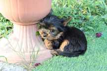 Yorkshire Terrier , Piękny Samczyk Piesek Rodowód