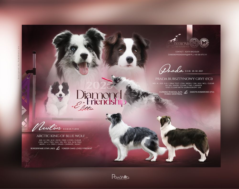 Szczenię Border Collie Zkwp/Fci