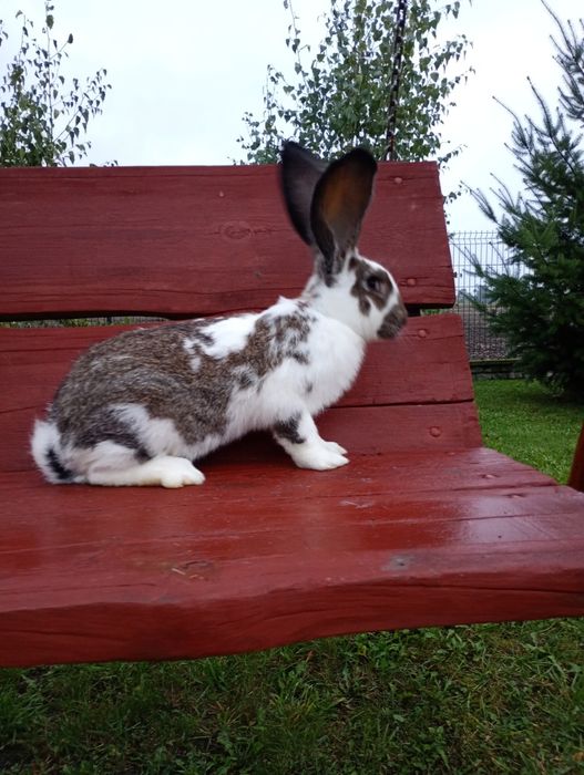 Króliki samiec 2025 mix Belg srokacz