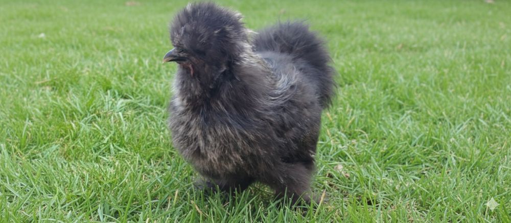 Koguty, kaczory młode