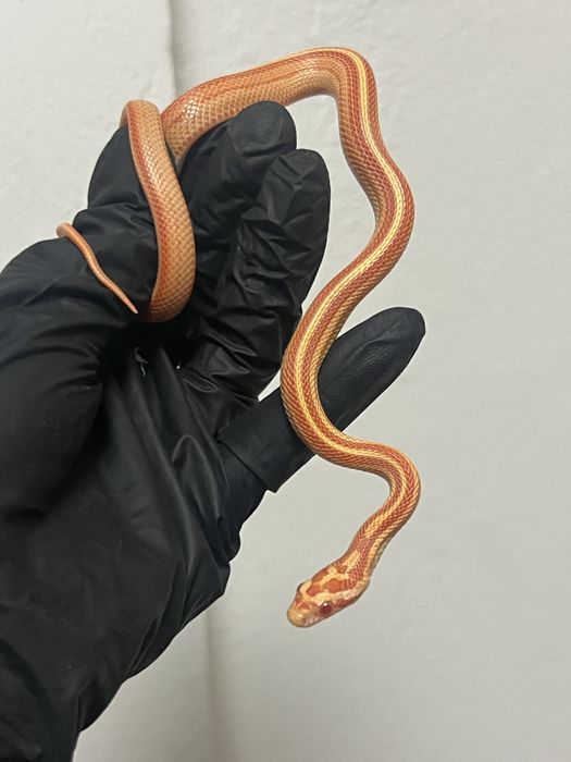 Wąż zbożowy amel tessera motley wyprawka