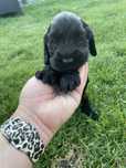 Suczka cocker spaniel angielski czarna