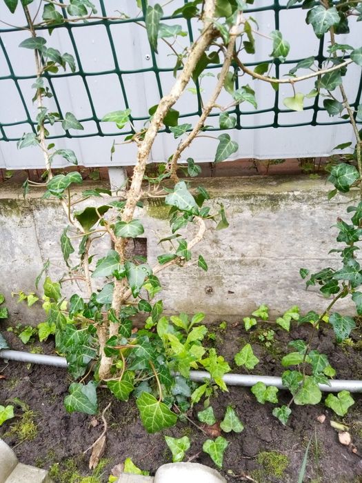 Саджанці плюща 2м