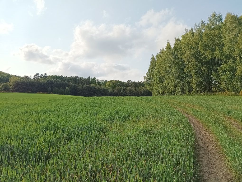Działka komercyjna w cichej i spokojnej okolicy. Nowa Wieś Lęb 5800m