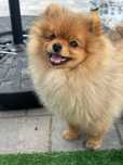 Szpic miniaturowy , pomeranian