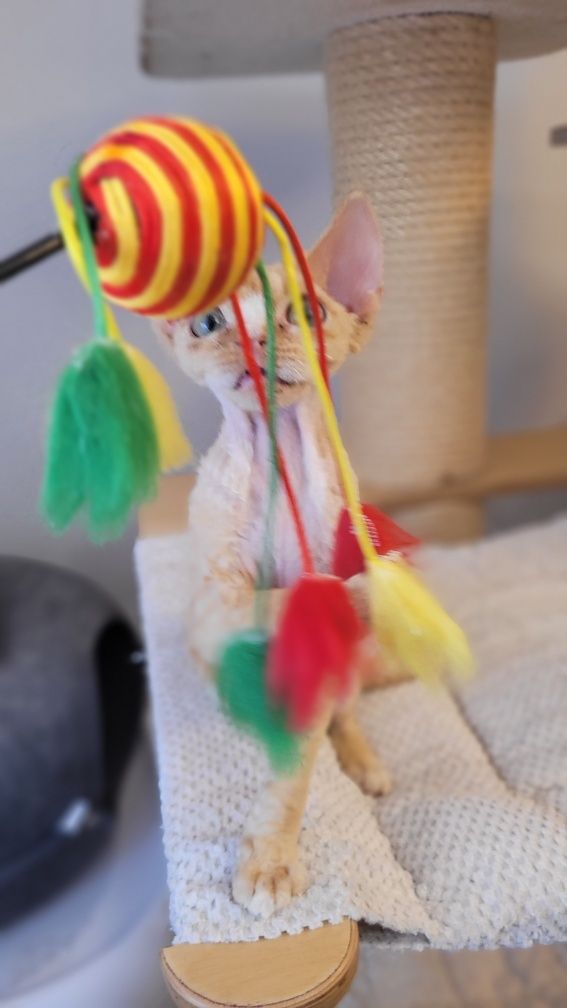 Devon rex rudy kocurek