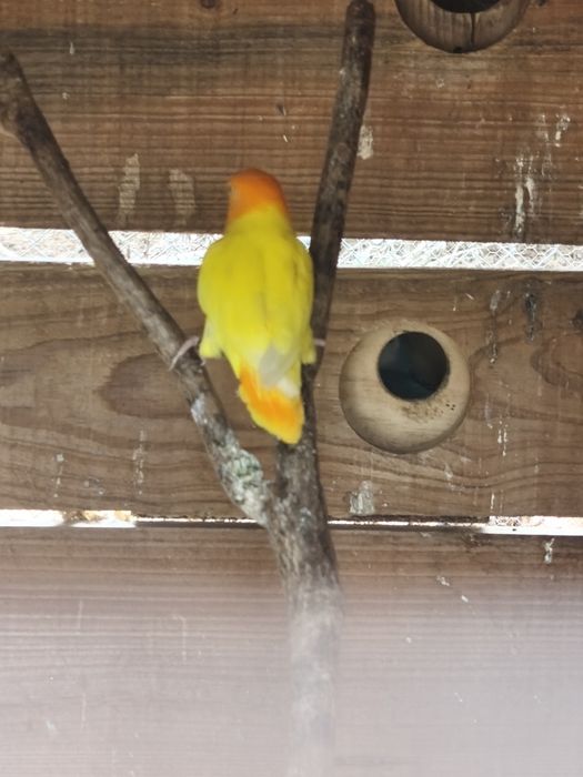 Red rumped / Kakariki