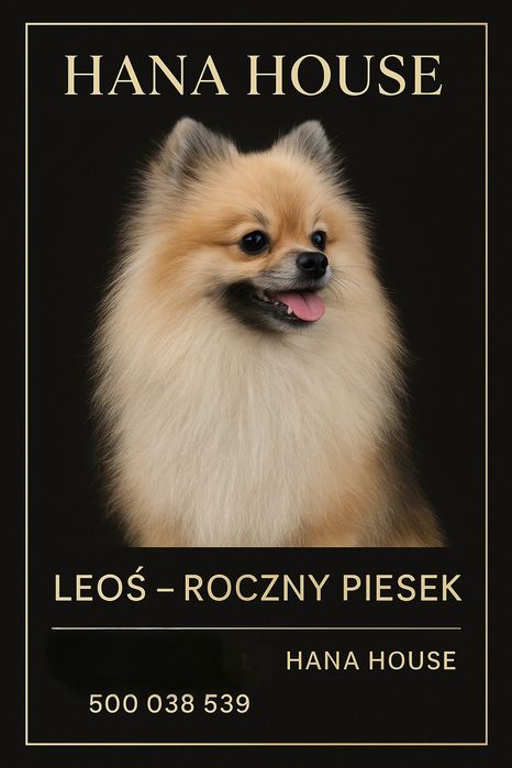 Szpic miniaturowy dostępny od zaraz.